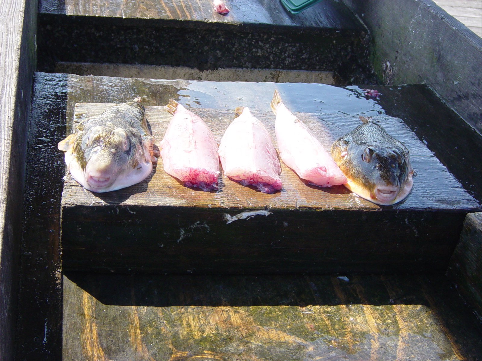 Pufferfish Primer  NC Onshore and Inshore Fishing 