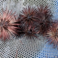 Spiny Sea Urchins