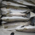 spotted-sea-trout