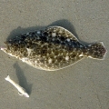summer-flounder